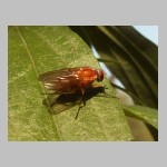 Phaonia pallida - Helle Hausfliege 01.jpg